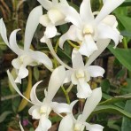 Dendrobium Caesar White